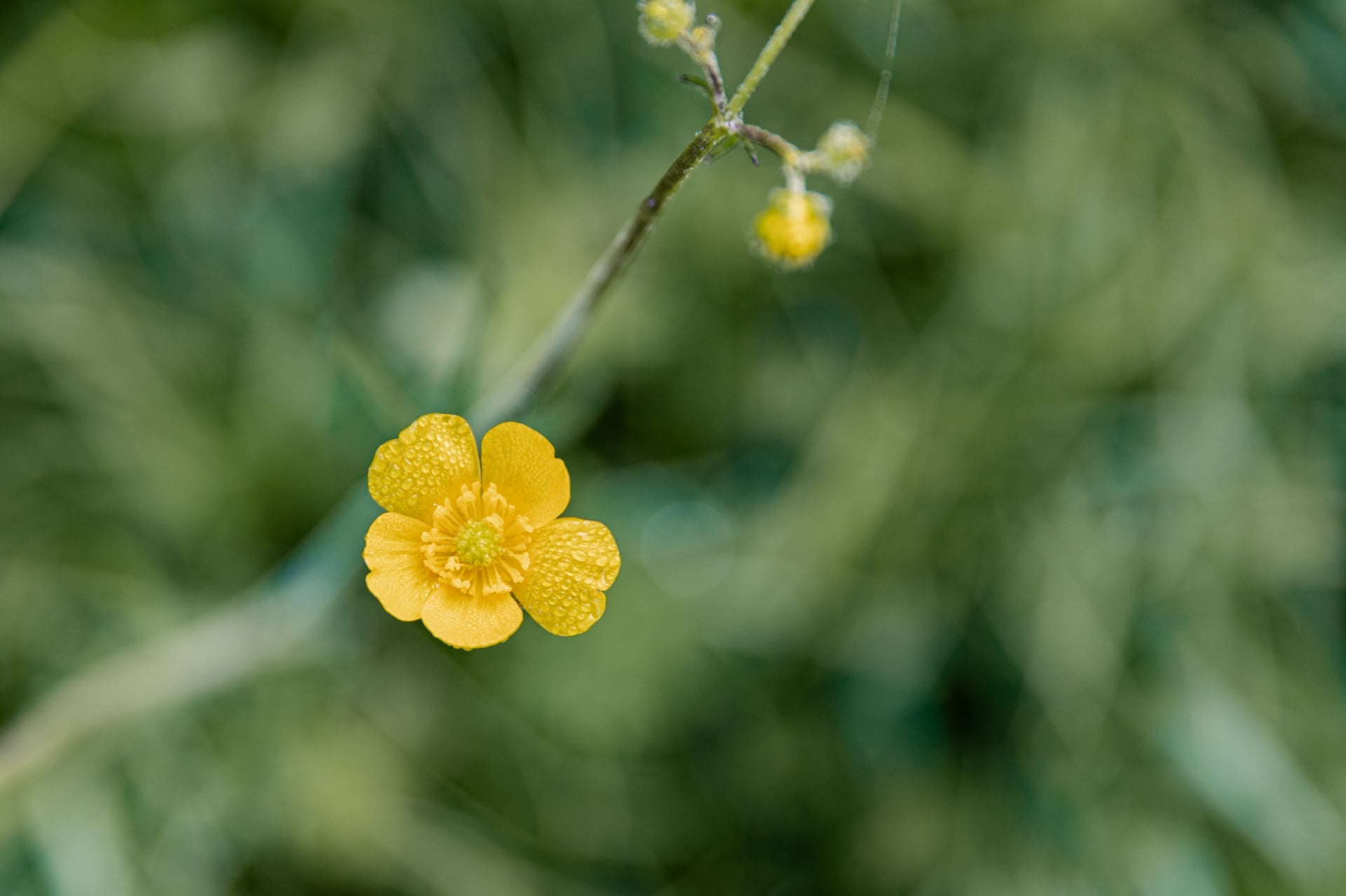 Stilleven met boterbloemen en delicate keramiek